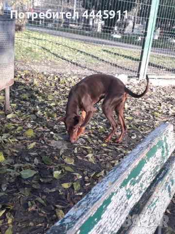 продавам женски доберман , снимка 2 - Доберман - 52422921