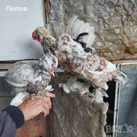 Продавам джинки, снимка 6 - други­ - 52724814