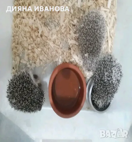 Африкански мини таралежи, снимка 2 - Други - 56398960