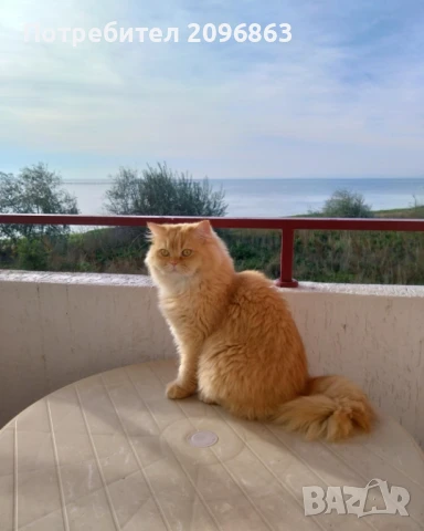 Студио под наем на първа линия, снимка 1