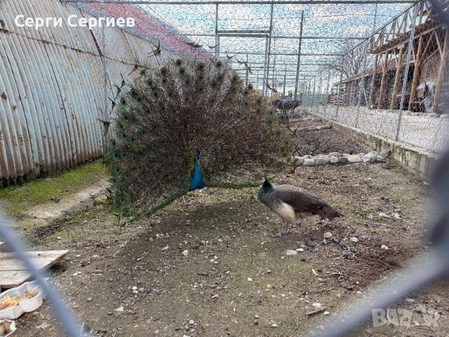 Продавам семейство пауни