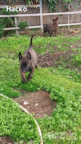 Холандска овчарка, снимка 5 - Белгийска овчарка - 52484523