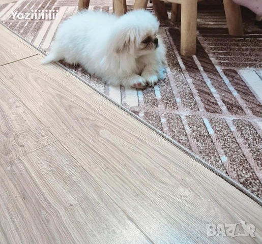 кралски пекинез момче, снимка 4 - Пекинез - 52804304