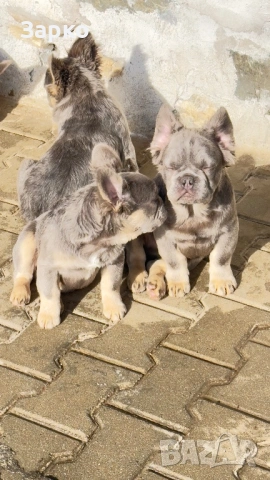 Френски булдог, снимка 5 - Френски булдог - 51950911