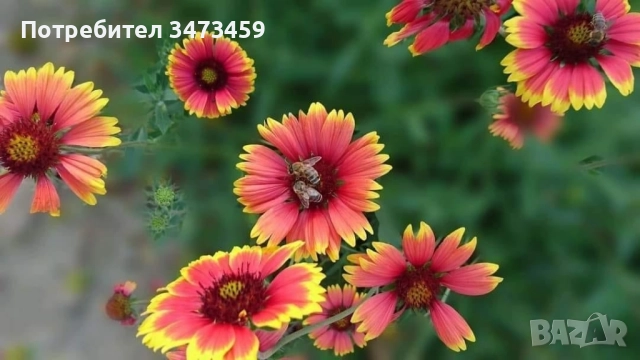 Био пчелен мед от производител , снимка 12 - Пчелни продукти - 51529460