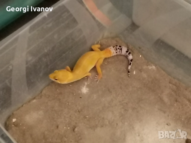 Продавам Леопардов Гекон, снимка 6 - Гекон - 52581494