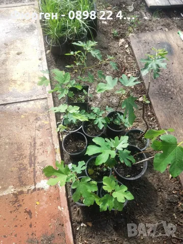 Смокиня „Брунсуик“ (Ficus carica ‘Brunswick’), снимка 6 - Разсади - 52356566