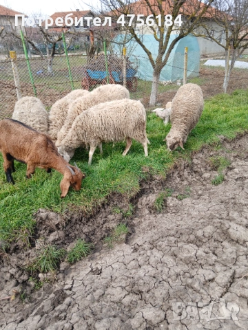 Продавам овце с малки агнета, снимка 10 - Овце - 53849792