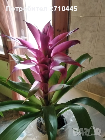 Красиво цвете