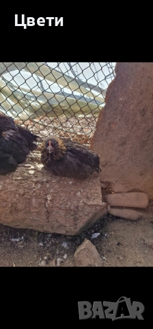 Продавам пилета , снимка 5 - Кокошки и пуйки - 53796266