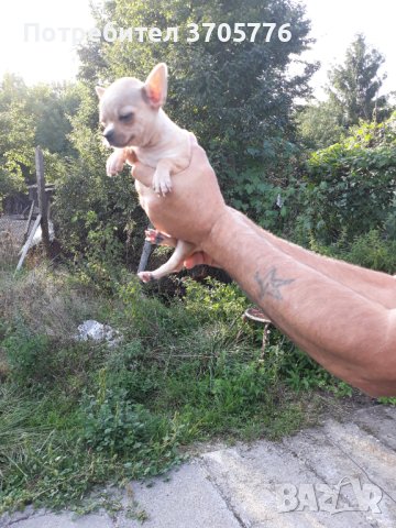 Чихуа хуа уникати, снимка 1