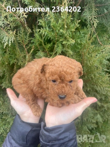 Пудел той, снимка 3 - Пудели - 53276964