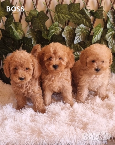 Той Пудел Тоу Poodle, снимка 5 - Пудели - 49144293