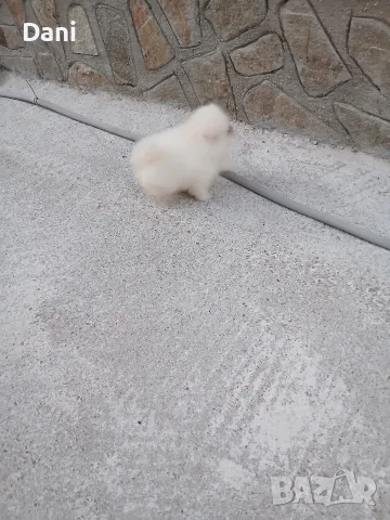 Mini Pomeran Momce, снимка 4 - Померан - 55735876