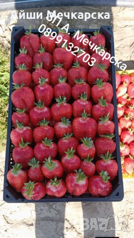 Предлагам разсад ягоди сорт Алба на едро , снимка 2 - Разсади - 53478025