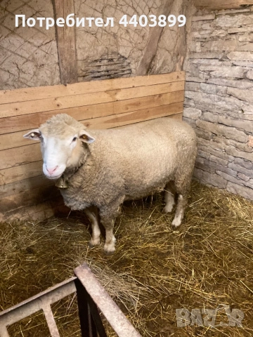 Овен Ил Дьо Франс, снимка 2 - Овце - 53617904