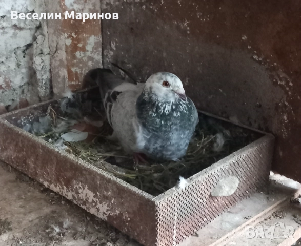 продавам  варненски  жьлти  6уменски2 модела  по6и спортни и стандарти и американци, снимка 14 - Гълъби - 51659125