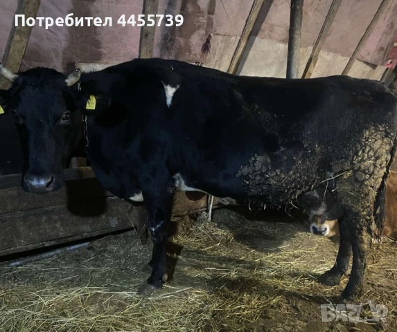Продава се млада крава
