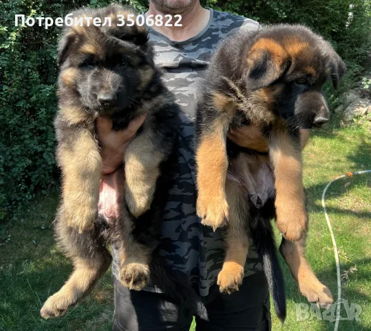 Немскa  Овчарка