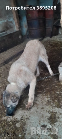 Продавам кучета кръстоска между Кангал и Алабай, снимка 3 - Кангал - 53406697