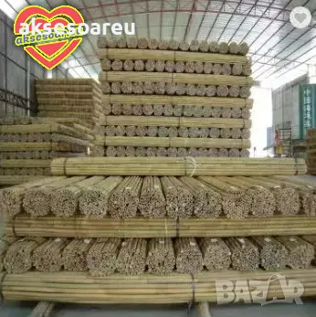 Качествени семена от бамбук Moso Bambo бързо растящи растения за дома бамбуков разсад за украса , снимка 15 - Сортови семена и луковици - 48994928