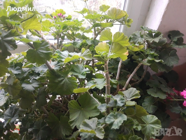 Мушкато,богато,последни бройки,над 10 бр.снимки от днес,цъфтят целог в сандъче                      , снимка 3 - Градински цветя и растения - 52723597