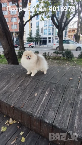 Померан Момче с Родословие FCI, снимка 2 - Померан - 53691460