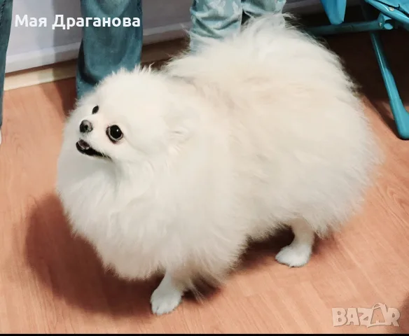 бяло момиче померан, снимка 2 - Померан - 55729278