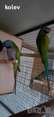 Папагали Китайски Александър/ двойка, снимка 7 - Папагали - 52930682