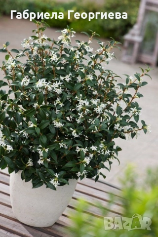 Ароматен османтос 