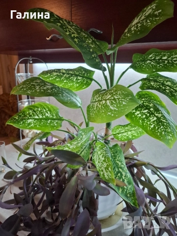 Дифенбахия в комбинация пурпорно сърце., снимка 3 - Стайни растения - 50577713