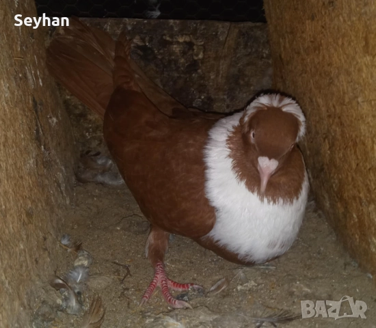 Чирпански гълъби , снимка 2 - Гълъби - 52613555