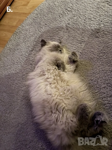 Мъжки котарак за Разплод, снимка 4 - Други - 55964066