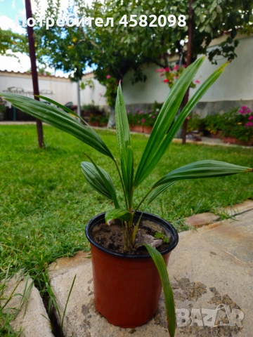 Студоустойчиви палми, снимка 3 - Градински цветя и растения - 51567070