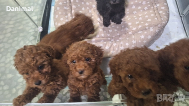 мини пуделчета / момчета и момичета, снимка 2 - Пудели - 53581267