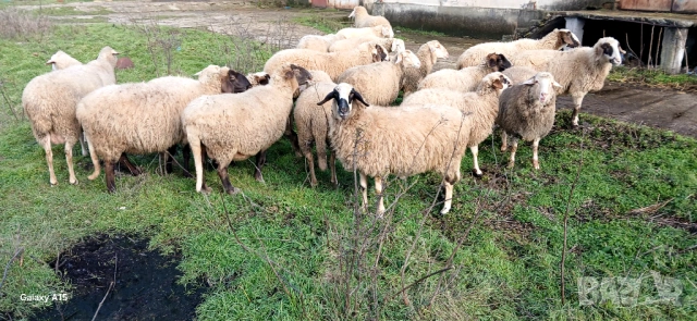 Свободни овце и кочове!, снимка 6 - Овце - 53276147