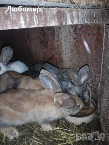 Продавам зайци