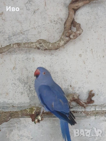 Продавам папагали малък АЛЕКСАНЪР , снимка 2 - Папагали - 53766167