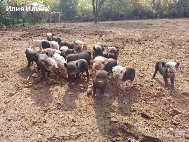 Виетнамски прасета, снимка 6 - Други животни - 52072298