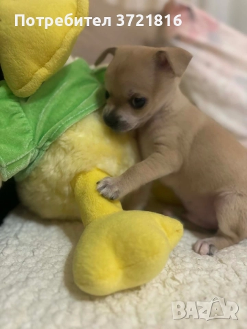 Мъжко чихуахуа на 60 дни с паспорт и две ваксини , снимка 4 - Чихуахуа - 52696074