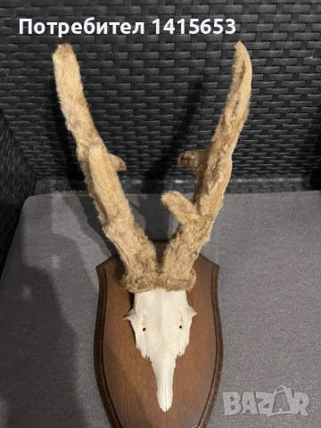 Продавам трофей от сръндак