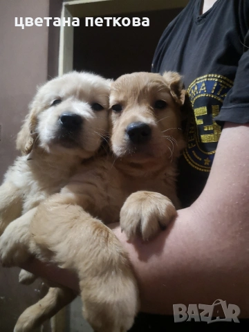 Голдън ретривър 