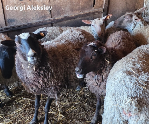 4 броя Романовски овце, снимка 13 - Овце - 53627321