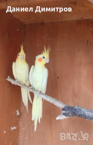 Птици на добри цени, снимка 2 - Папагали - 52712651