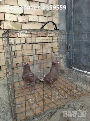 Американски високолетачи , снимка 3 - Гълъби - 48436973