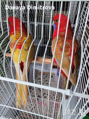 птици , снимка 3 - За птици - 53557176