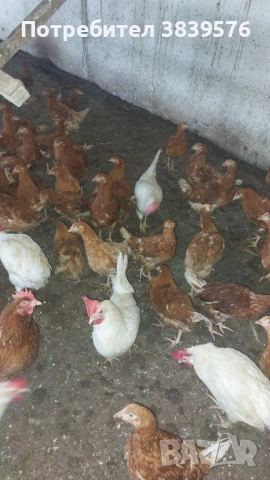 Пилета Ярки Кокошки, снимка 7 - Кокошки и пуйки - 52788402