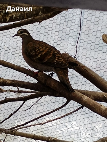 Австралийска бронзовокрила, снимка 2 - други­ - 53381123