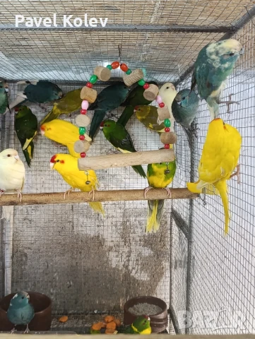 Различни видове птици на добри цени , снимка 16 - За птици - 51362622