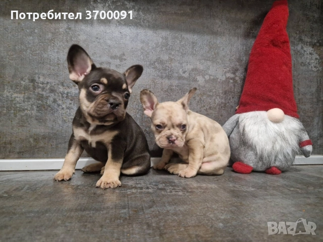 френски булдог/ булдочета, снимка 4 - Френски булдог - 52681586